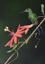 hummer